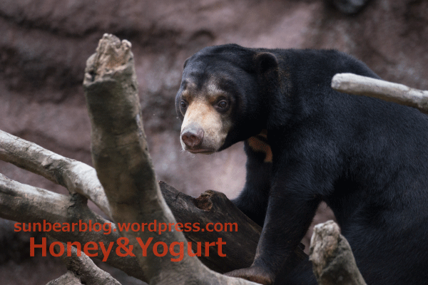 平川動物公園 マレーグマ ハニイ