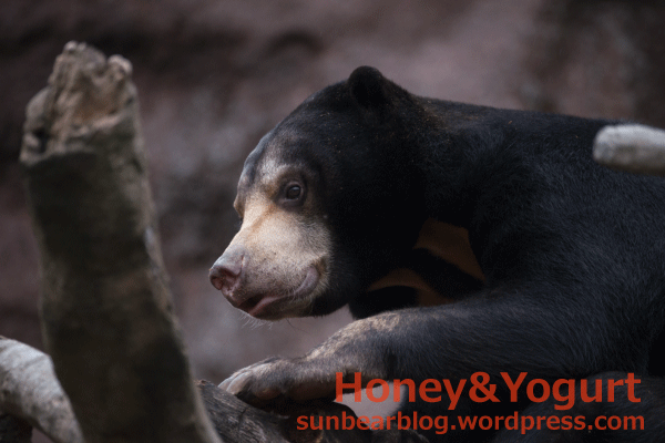 平川動物公園 マレーグマ ハニイ