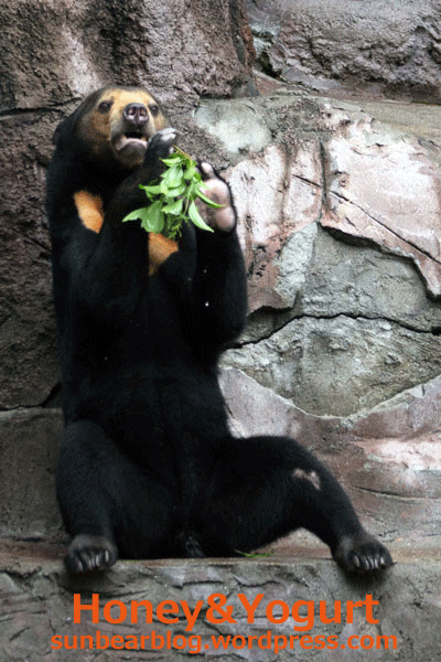 天王寺動物園 マレーグマ マーサ
