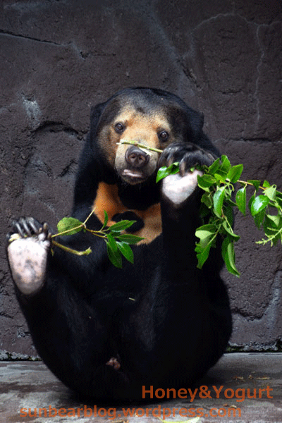 天王寺動物園 マレーグマ マーサ