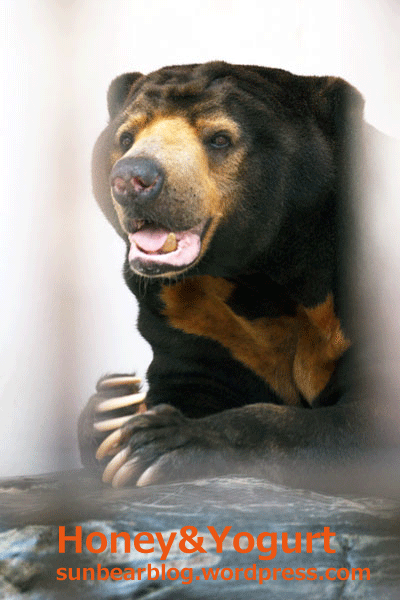 徳山動物園　マレーグマ　ツヨシ