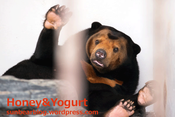 徳山動物園 マレーグマ マーヤ