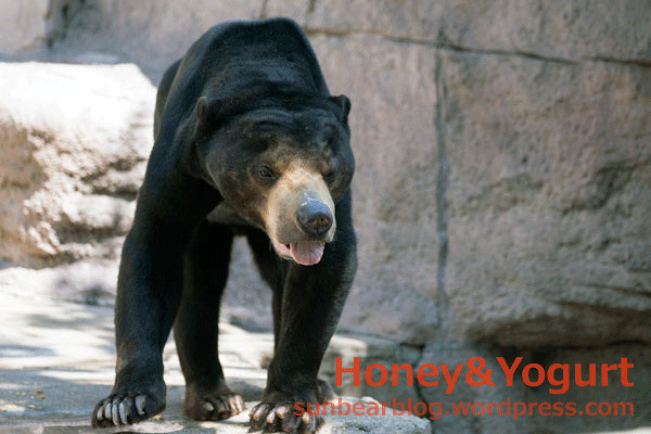 天王寺動物園　マレーグマ　マーズ