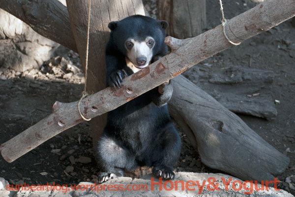 上野動物園 マレーグマ フジ