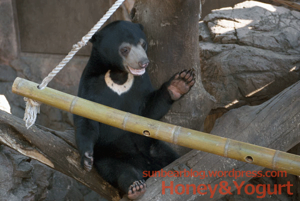 上野動物園 マレーグマ フジ