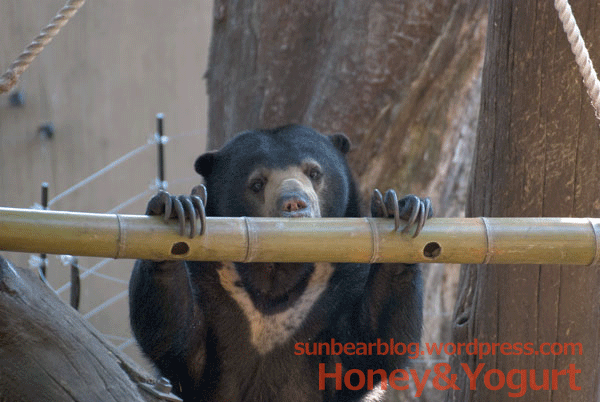 上野動物園 マレーグマ モモコ