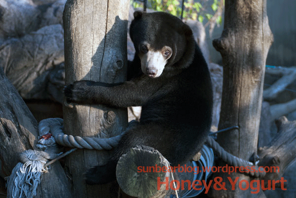 上野動物園 マレーグマ フジ