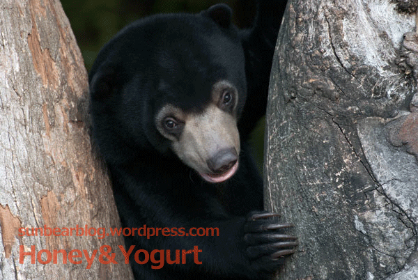 上野動物園 マレーグマ フジ