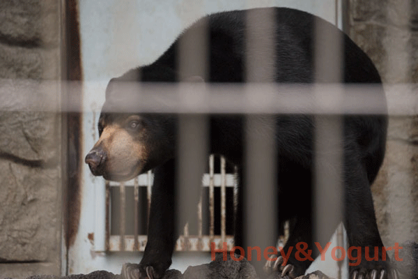 遊亀公園附属動物園　マレーグマ　サクラ