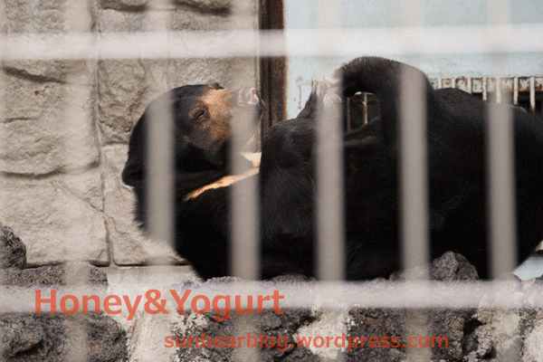 遊亀公園附属動物園　マレーグマ　サクラ