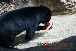 上野動物園　マレーグマ　フジ