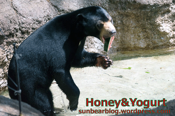 上野動物園　マレーグマ　フジ