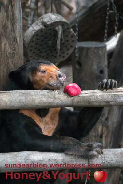 上野動物園　マレーグマ　キョウコ