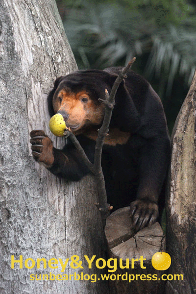 上野動物園　マレーグマ　キョウコ