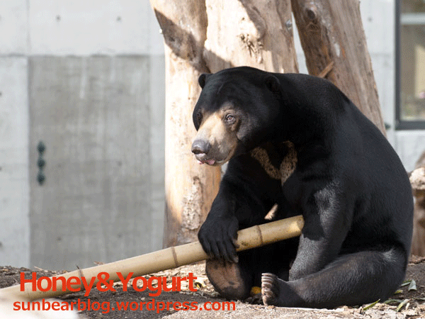 円山動物園　マレーグマ　ウメキチ