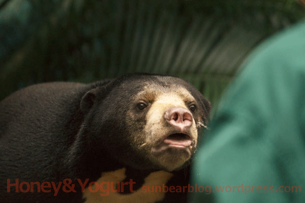 のいち動物公園　マレーグマ　ジュースタイム
