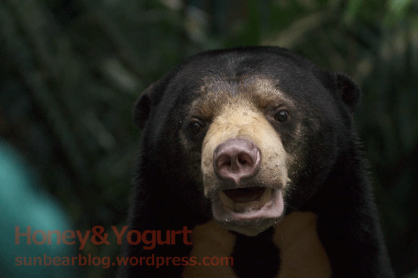 のいち動物公園　マレーグマ　ジュースタイム