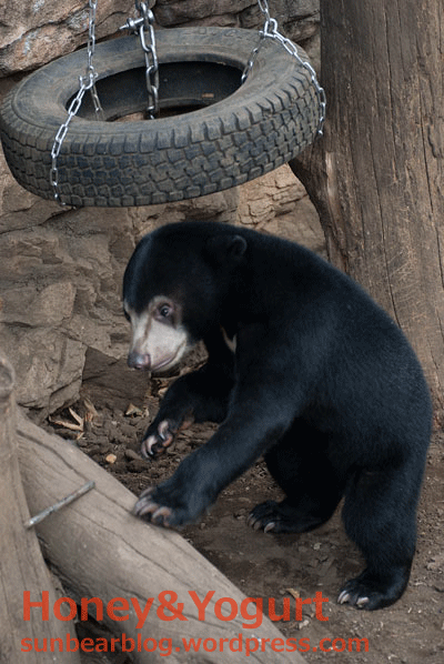 上野動物園　マレーグマ　フジ