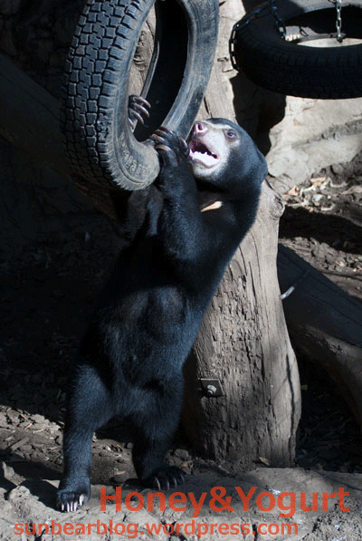 上野動物園　マレーグマ　フジ