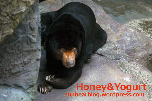 のいち動物公園　マレーグマ　ワンピイ