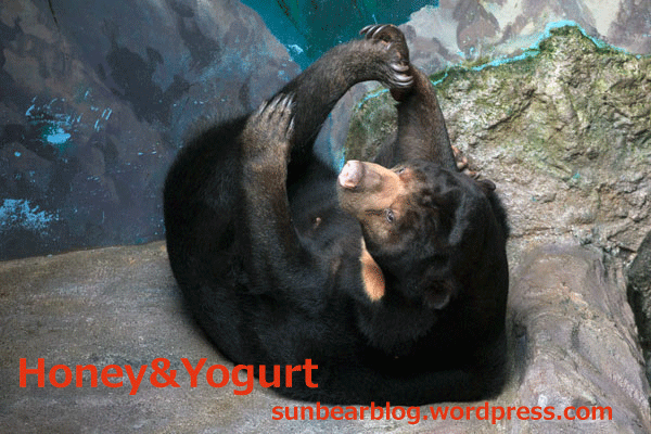 のいち動物公園　マレーグマ　タオチイ