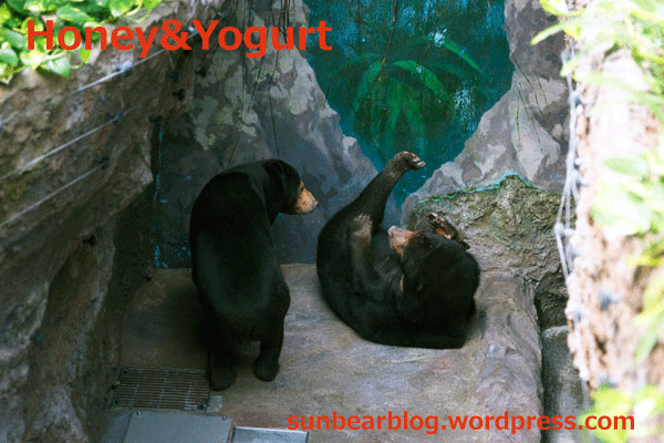 のいち動物公園　マレーグマ　ワンピイ　タオチイ