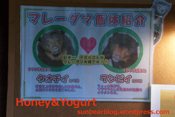 のいち動物公園　マレーグマ　個体紹介