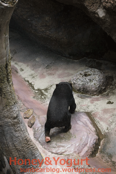 のいち動物公園 マレーグマ ワンピイ