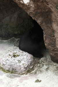 のいち動物公園 マレーグマ タオチイ