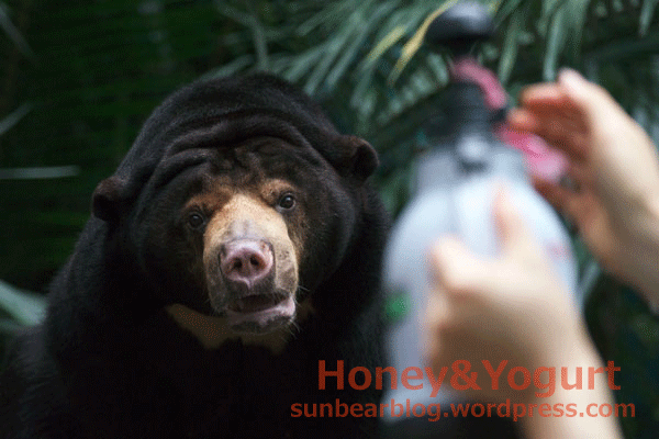 のいち動物公園　マレーグマ　ジュースタイム　タオチイ