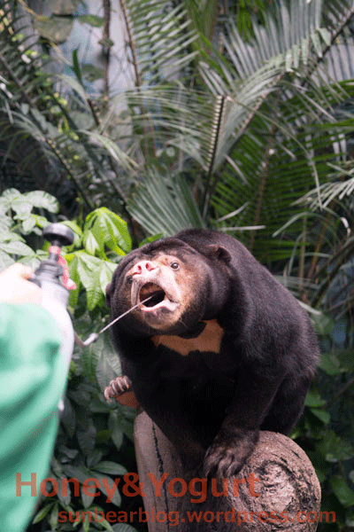 のいち動物公園　マレーグマ　ジュースタイム
