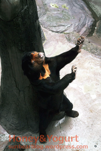 のいち動物公園　マレーグマ　ワンピイ