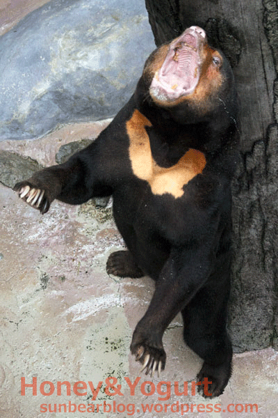 のいち動物公園　マレーグマ　ワンピイ