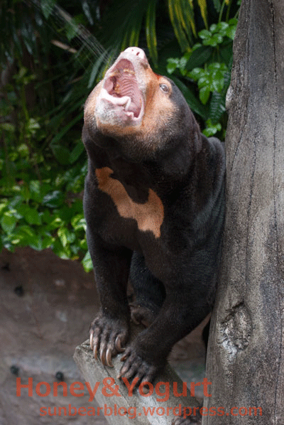 のいち動物公園　マレーグマ　ワンピイ