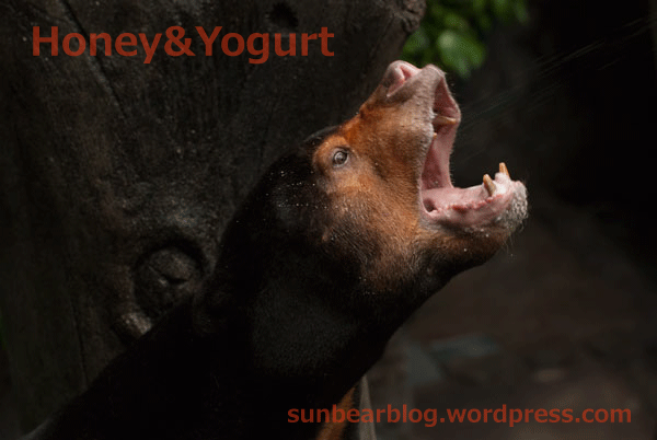 のいち動物公園　マレーグマ　ワンピイ