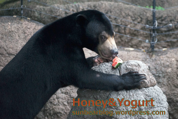 上野動物園　マレーグマ　フジ