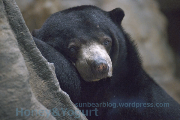 円山動物園　マレーグマ　ウッチー