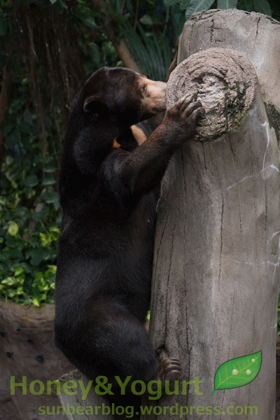 のいち動物公園 マレーグマ タオチイ