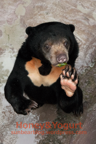 マレーグマ　ハニイ