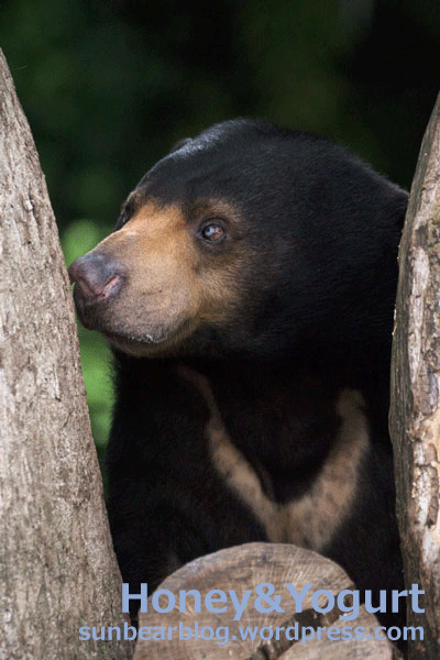 上野動物園　マレーグマ　モモコ
