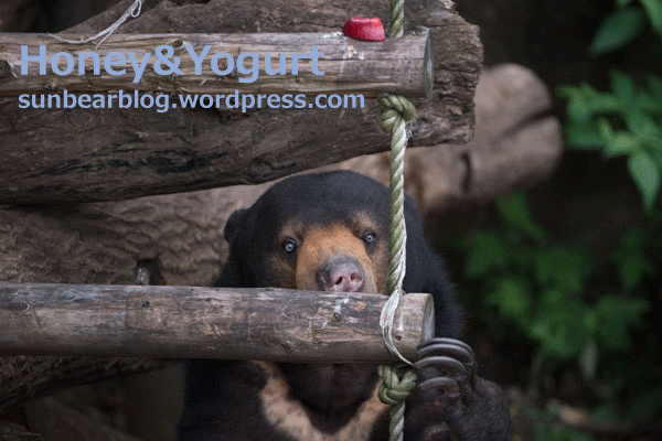 上野動物園　マレーグマ　モモコ