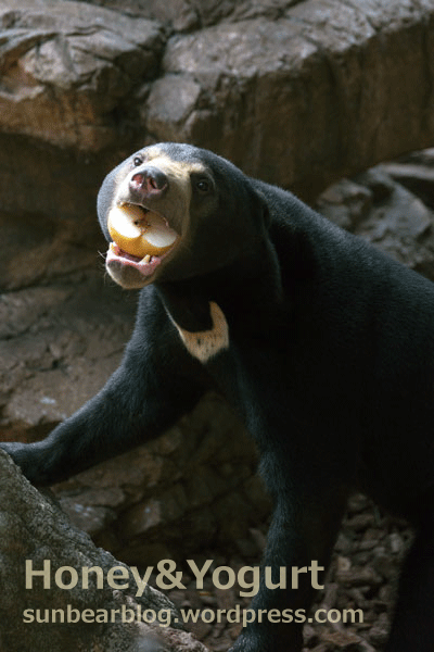 上野動物園　マレーグマ　フジ