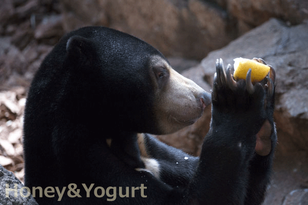 上野動物園　マレーグマ　フジ