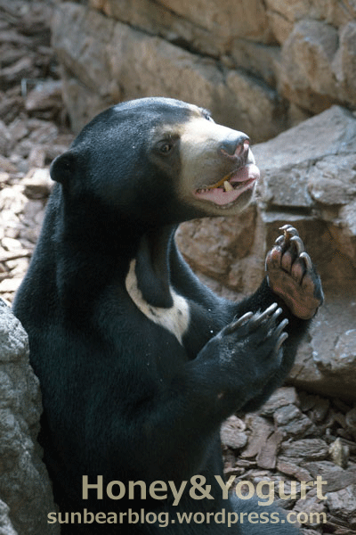 上野動物園　マレーグマ　フジ