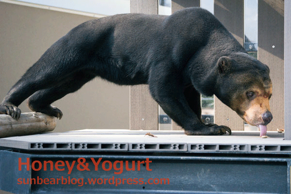 福岡市動物園　マレーグマ　マチ