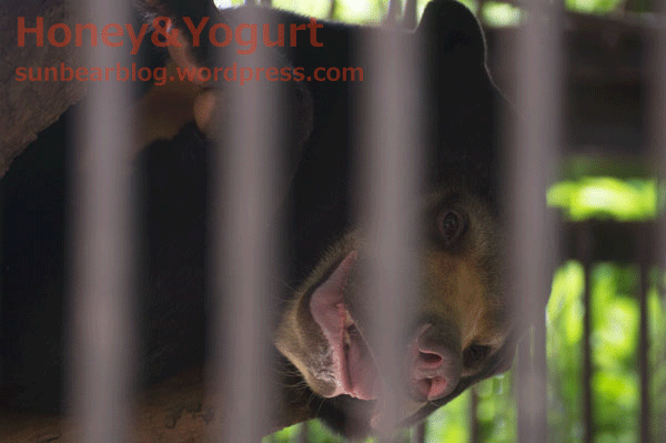 とべ動物園 マレーグマ シャイン