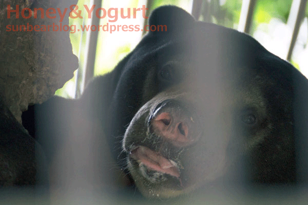 とべ動物園 マレーグマ シャイン