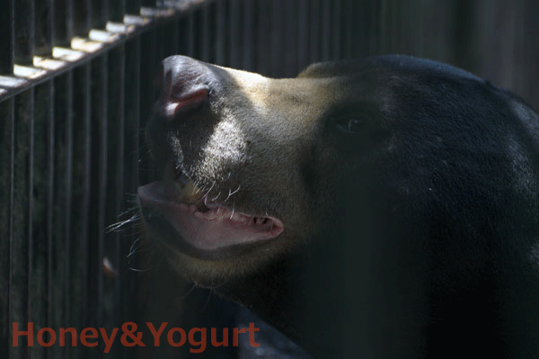 とべ動物園 マレーグマ シャイン