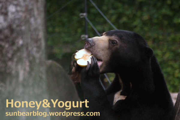 上野動物園 マレーグマ フジ