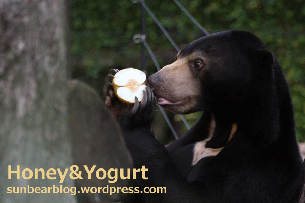 上野動物園 マレーグマ フジ